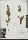 Foto von Salix vestita Pursh